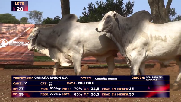 Lote CABAÑA UNION S.A - LOTE 20