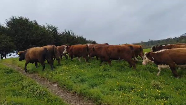  22 Ternero en Ancud, X Región Los Lagos