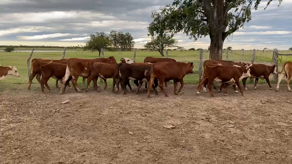 Lote 74 Terneros/as