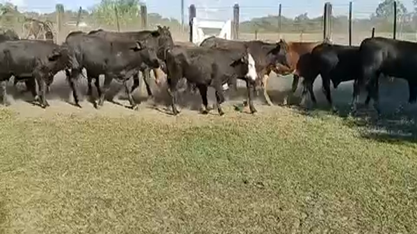 Lote 62 Terneros en Pto. Eva Perón, Chaco