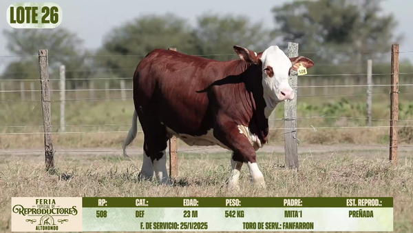 Lote LOTE 26