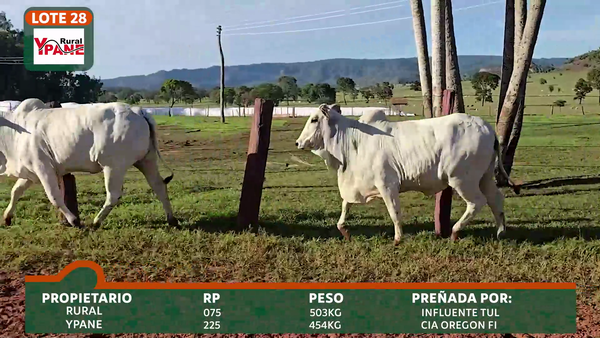 Lote YPANÉ