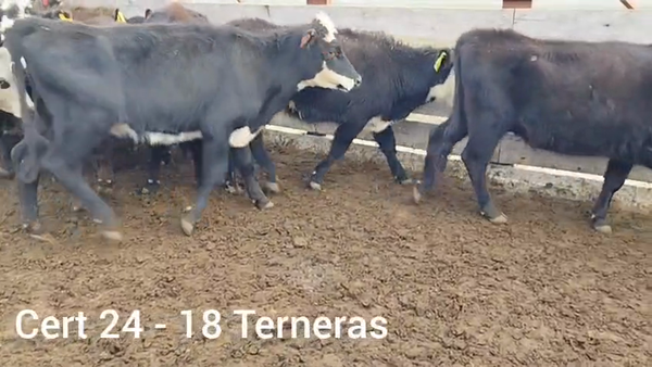 Lote TERNERAS