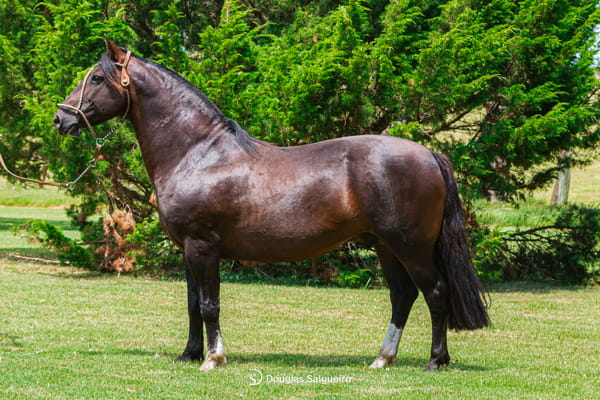 Lote QUELEN COPUCHENTO