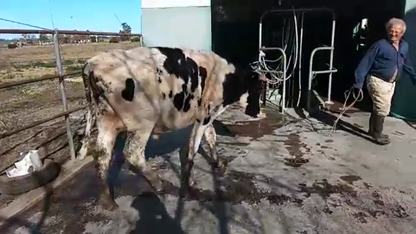 Lote Toros 200kg - , San José