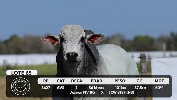Lote LOTE 65