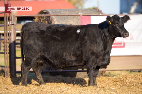 Lote VAQUILLONAS ANGUS  PP