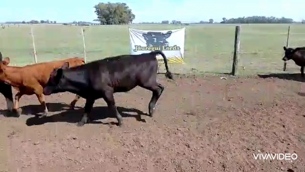 Lote 85 Terneros/as en Lobos, Buenos Aires
