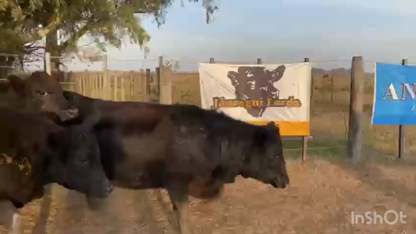 Lote 9 Vaquillonas C/ gtia de preñez