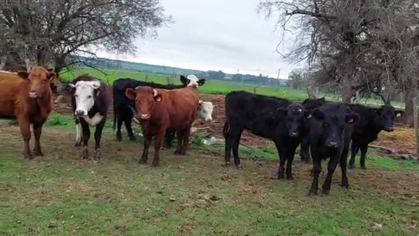 Lote 18 Vaquillonas 1 a 2 años ANGUS Y HEREFORD 260kg - , San José