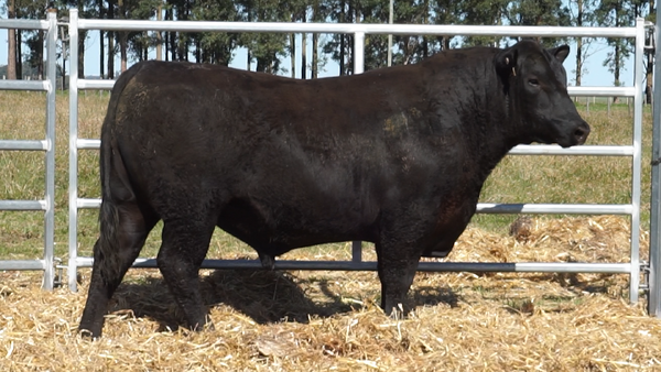 Lote 3 Toros, Artigas