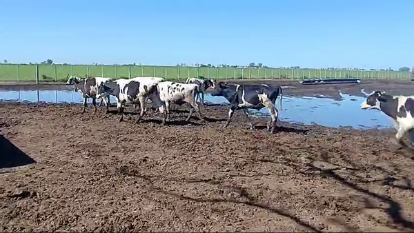 Lote 55 NOVILLITOS HOLANDO ARGENTINO EN PORTEÑA, CÓRDOBA