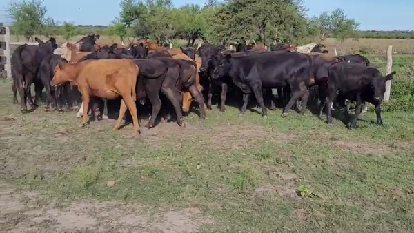 Lote 36 Terneros/as en Entre Ríos, Villaguay