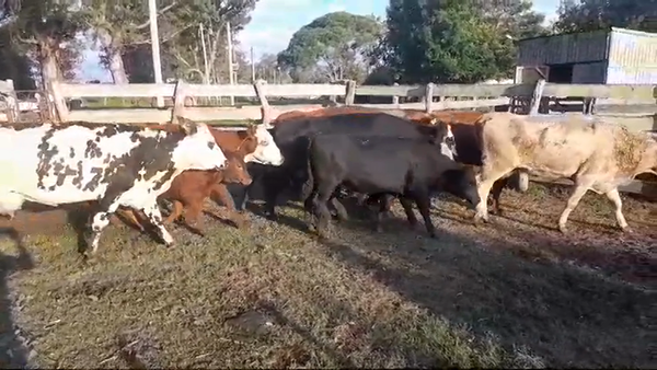 Lote (Vendido)10 Piezas de cría en CARMELO