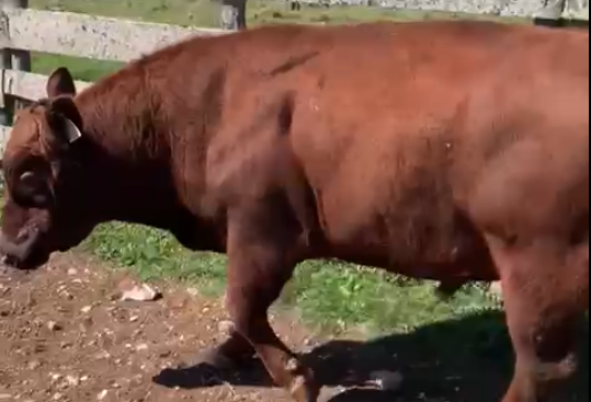 Lote 1 - Los Macachines