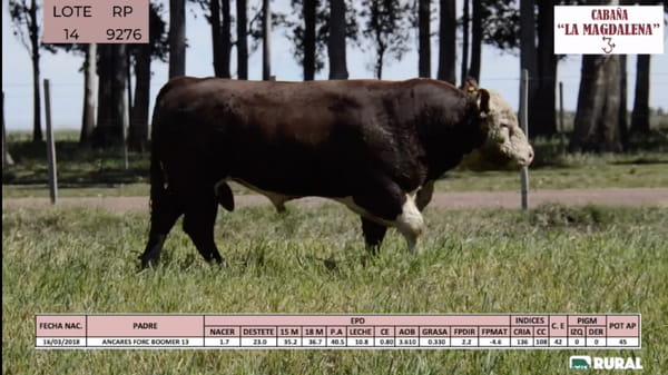 Lote Toros POLLED HEREFORD PI RP 9276 9288 9411