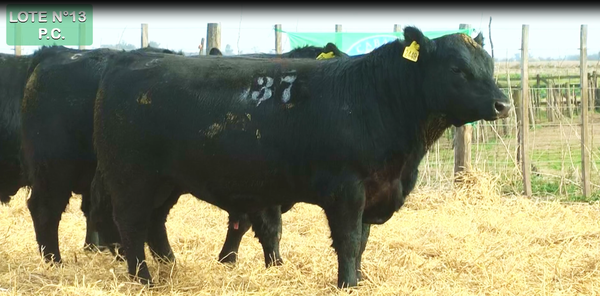 Lote TOROS PUROS CONTROLADOS