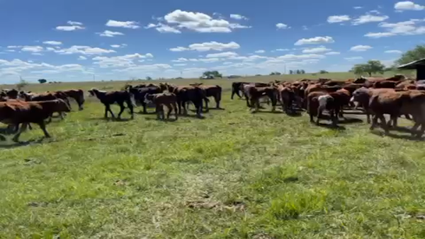 Lote 100 Terneros/as en Mercedes, Corrientes