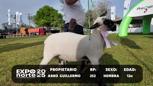 Lote RP 252