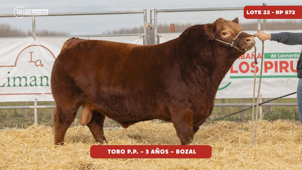 Lote TORO PURO DE PEDIGREE - 3 años - bozal