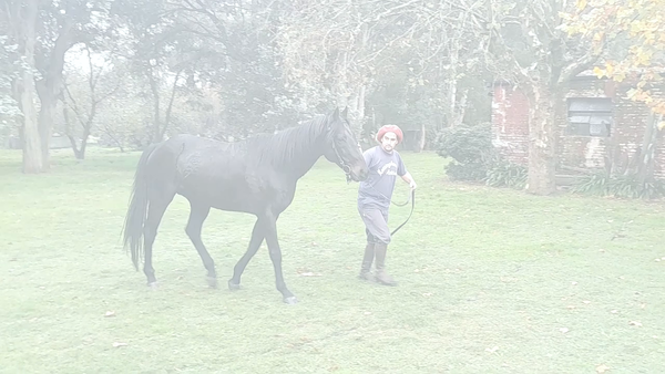 Lote TARSICO (DYNAMIX - TRUCHA) PADRILLO