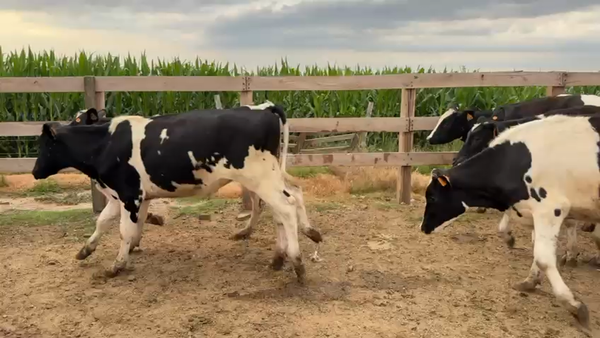 Lote NOVILLOS 1 a 2 AÑOS