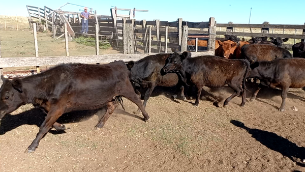 Lote 30 Terneras en Coronel Suarez, Buenos Aires