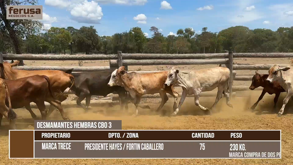 Lote LOTE 3