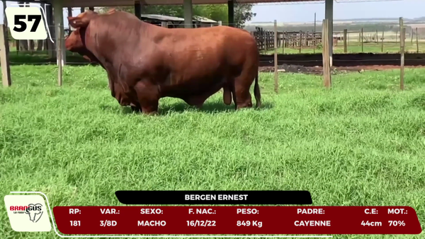 Lote LOTE 57 - CAMPO