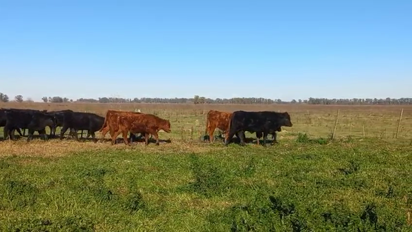 Lote 60 Terneros