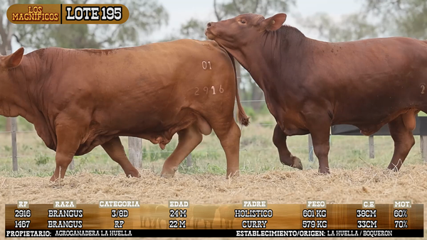 Lote LOTE 195 - VIVO
