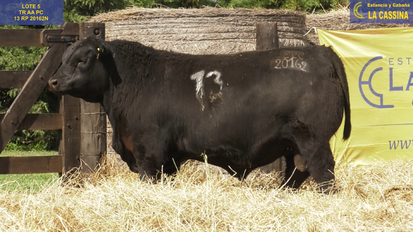 Lote TOROS ANGUS PURO CONTROLADO
