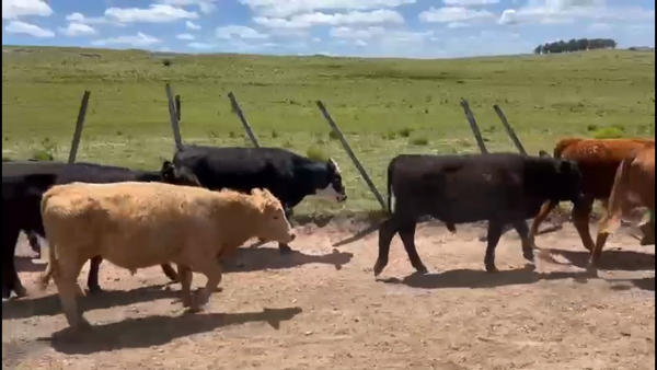 Lote 57 Terneros y terneras en Treinta y Tres