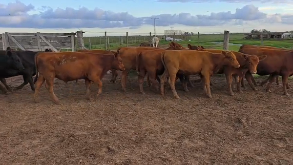 Lote 35 Terneros/as
