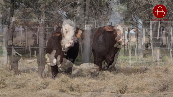 Lote BRAFORD EL ALJIBE