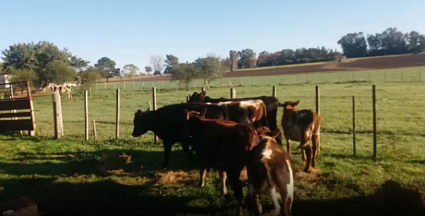 Lote 6 Terneros y Terneras en Colonia