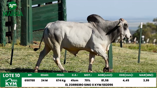 Lote Lote 10