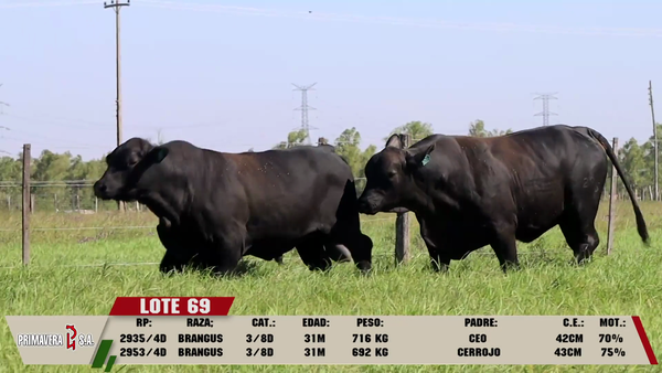 Lote LOTE 69