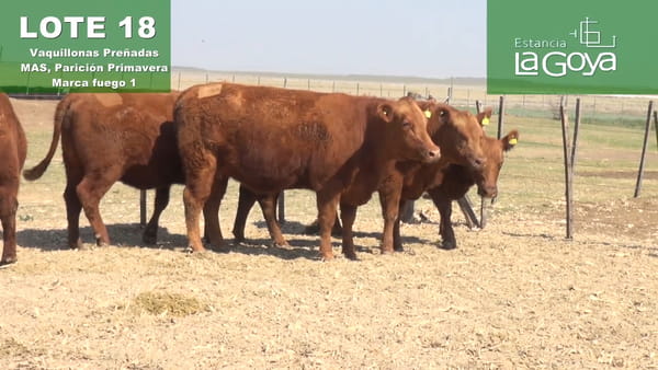 Lote VAQUILLONAS PREÑADAS MAS PARICIÓN PRIMAVERA