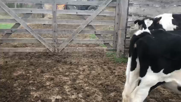 Lote 10 Terneras Holando