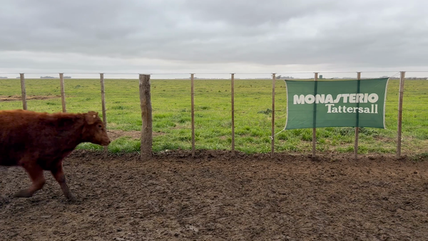 Lote 60 Terneros en Coronel Dorrego