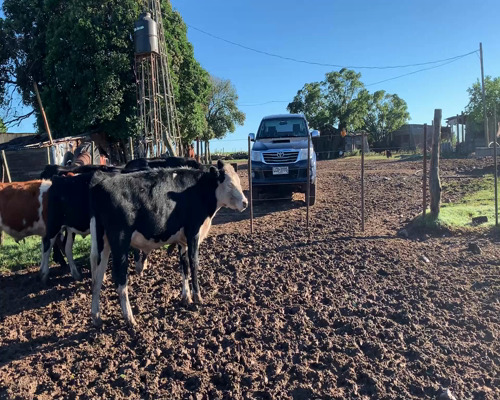 Lote Terneros y terneras
