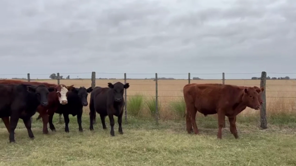 Lote 96 NOVILLITOS, TANDIL, PCIA. DE BS. AS.