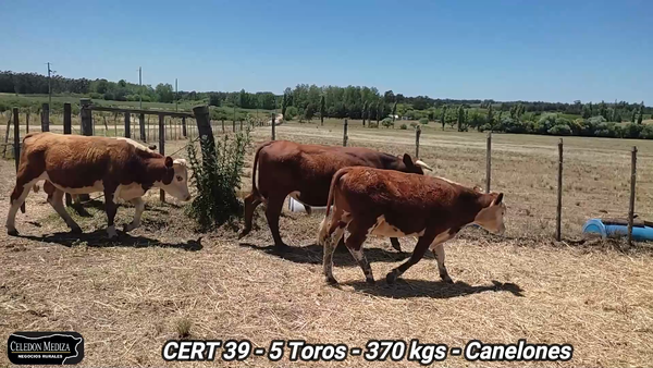 Lote 5 Toros en Canelones