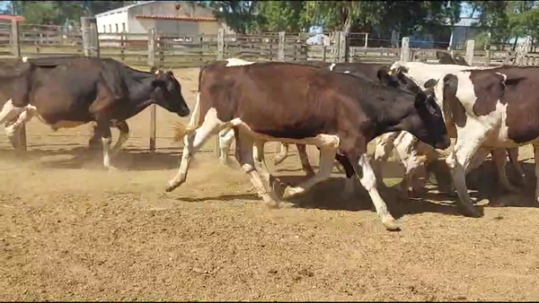 Lote 47 Novillos Holando en Tupambae