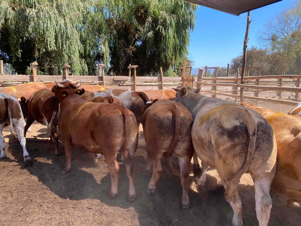 Lote 20 Novillo Gordo en Melipilla, Región Metropolitana