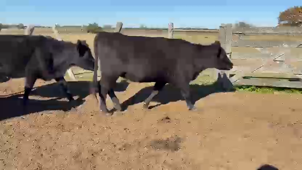 Lote 105 Vaquillonas C/ gtia de preñez en Entre Ríos, Urdinarrain