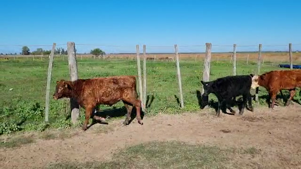 Lote 25 Terneros y 25 Terneras Braford en Campo Andino, Santa Fe