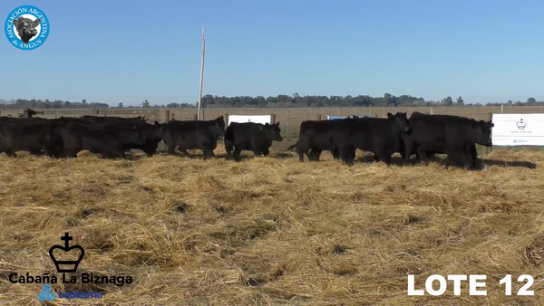 Lote 15 VAQUILLONAS ANGUS MAS