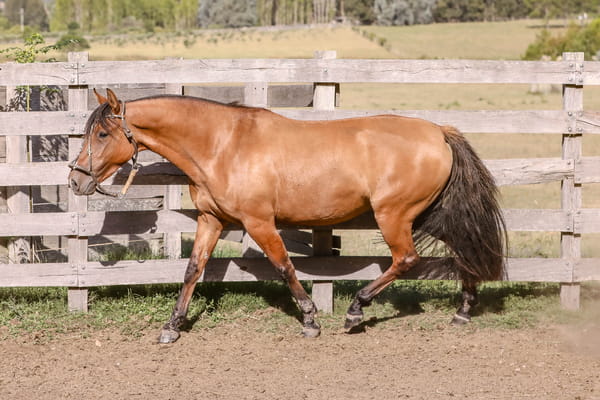 Lote FEDERAL PETRONA